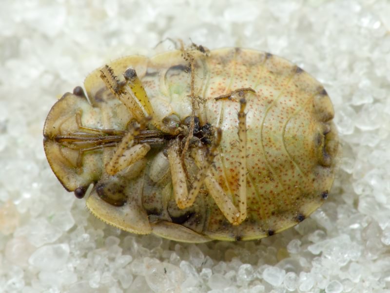 Menaccarus (Oploscelis) arenicola (Scholz, 1847)